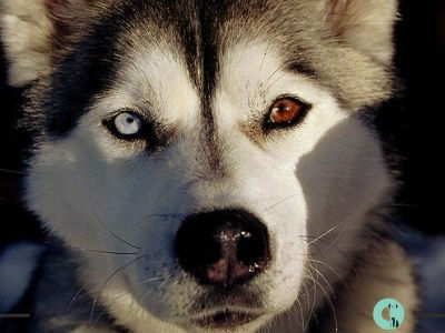 10 fotos del Husky siberiano