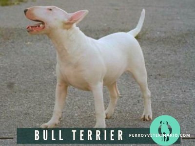 Bulterrier o Bull Terrier