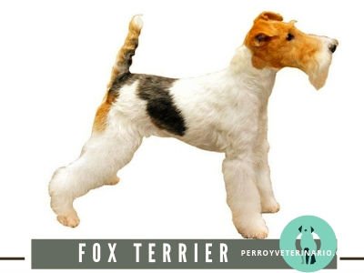 Fox Terrier Perro