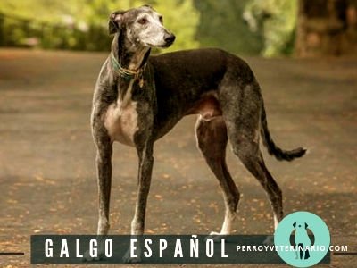 Galgo Español Perro