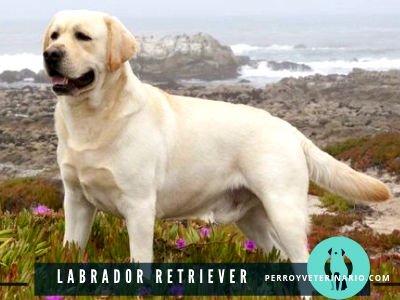 Labrador Retriever Perro