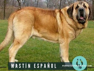 Mastin Español Perro