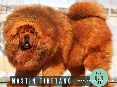Mastín Tibetano Perro