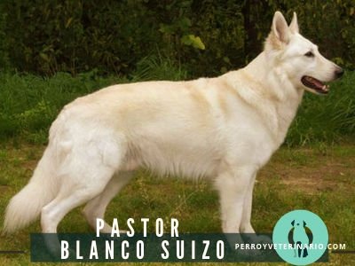 Pastor Blanco Suizo Perro