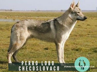 Perro Lobo Checoslovaco
