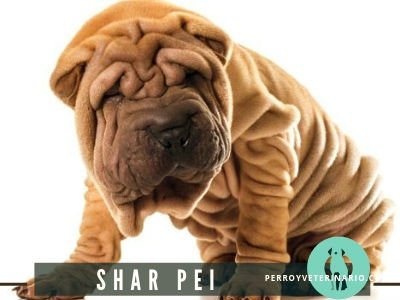 Shar Pei, el Perro Arrugado
