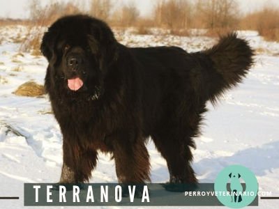 Terranova perro