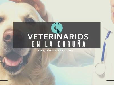 La Coruña, clínicas veterinarias