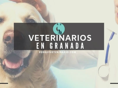 Granada, clínicas veterinarias