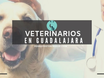 Guadalajara, clínicas veterinarias