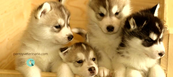 cachorros de Husky siberiano