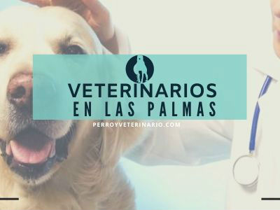 Las Palmas, clínicas veterinarias
