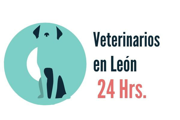 León, Veterinarios Urgencias