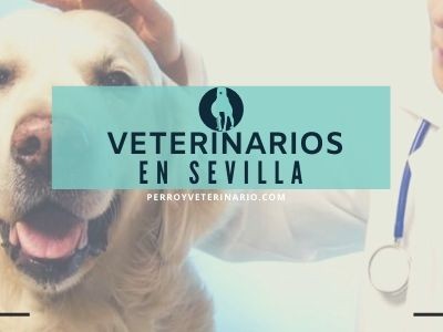 Sevilla, clínicas veterinarias