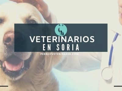 Soria, clínicas veterinarias
