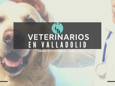 Valladolid, clínicas veterinarias
