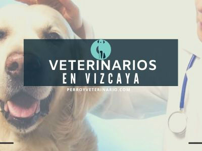 Vizcaya, clínicas veterinarias