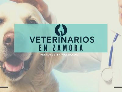 Zamora, clínicas veterinarias