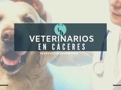 Mejores Veterinarios en Cáceres