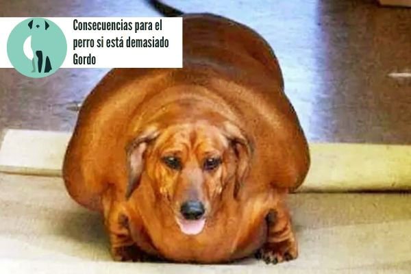 Perro Gordo, Consecuencias