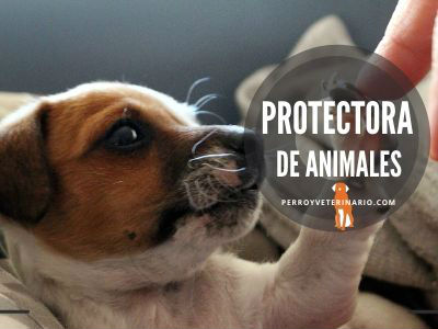 protectoras y refugios para animales