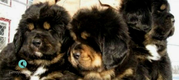 Dogo del Tibet cachorros