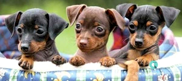 Mini pinscher cachorros