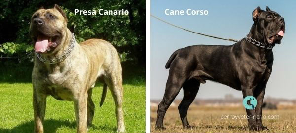 Presa canario vs Cane Corso: